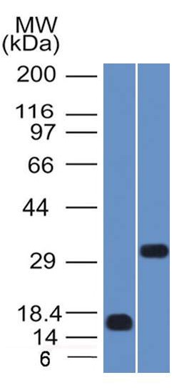 Western blot - Anti-SOX2 antibody [SOX2/1792] (AB218521), expandable thumbnail