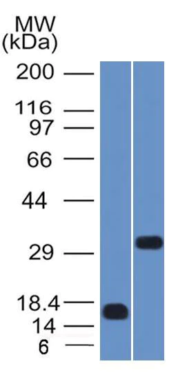 Western blot - Anti-SOX2 antibody [SOX2/1792] (AB218521)