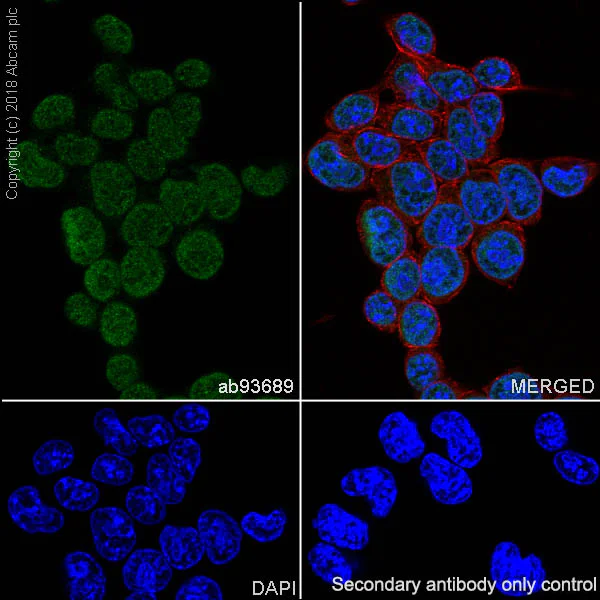 Immunocytochemistry/ Immunofluorescence - Anti-SOX2 antibody [SP76] (AB93689)