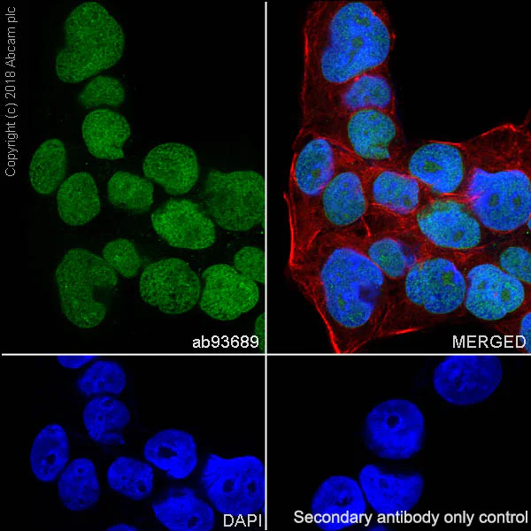 Immunocytochemistry/ Immunofluorescence - Anti-SOX2 antibody [SP76] (AB93689)