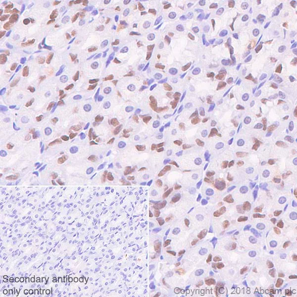 Immunohistochemistry (Formalin/PFA-fixed paraffin-embedded sections) - Anti-SOX2 antibody [SP76] (AB93689)