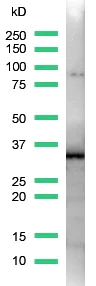 Western blot - Anti-SOX2 antibody [SP76] (AB93689)