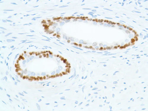 Immunohistochemistry (Formalin/PFA-fixed paraffin-embedded sections) - Anti-SOX2 antibody [SP76] - BSA and Azide free (AB243909)