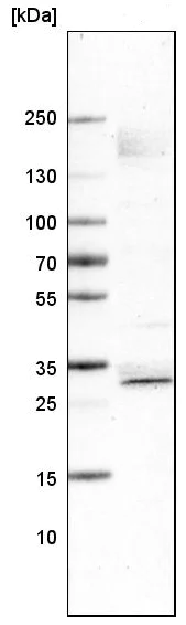 Western blot - Anti-SOX21 antibody [CL4681] (AB220025)