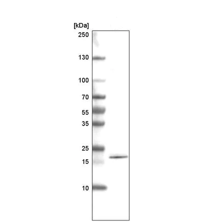 Western blot - Anti-SOX21 antibody [CL4688] (AB220024)