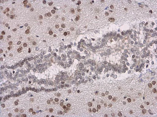 Immunohistochemistry (Formalin/PFA-fixed paraffin-embedded sections) - Anti-SOX3 antibody (AB183606)