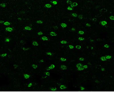 Immunohistochemistry (Formalin/PFA-fixed paraffin-embedded sections) - Anti-SOX3 antibody (AB183606)