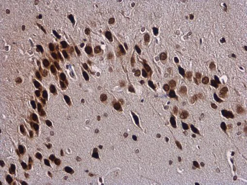 Immunohistochemistry (Formalin/PFA-fixed paraffin-embedded sections) - Anti-SOX3 antibody (AB183606)