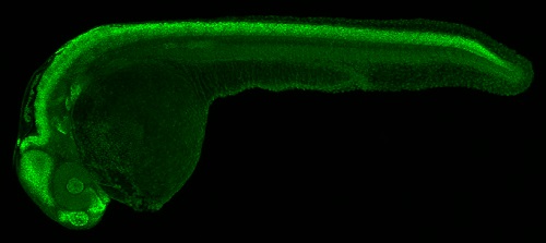 IHC - Wholemount - Anti-SOX3 antibody (AB229629)