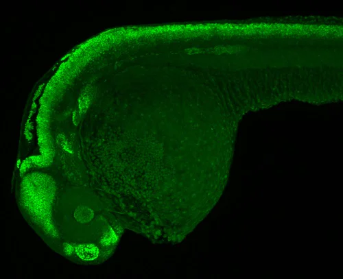 IHC - Wholemount - Anti-SOX3 antibody (AB229629)