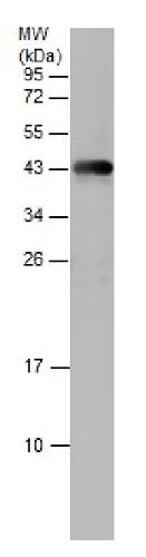 Western blot - Anti-SOX3 antibody (AB229629)