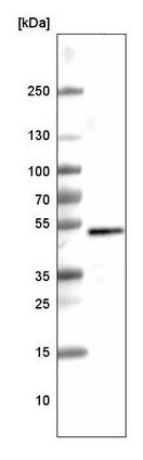 Western blot - Anti-SOX3 antibody [CL4725] (AB242366)