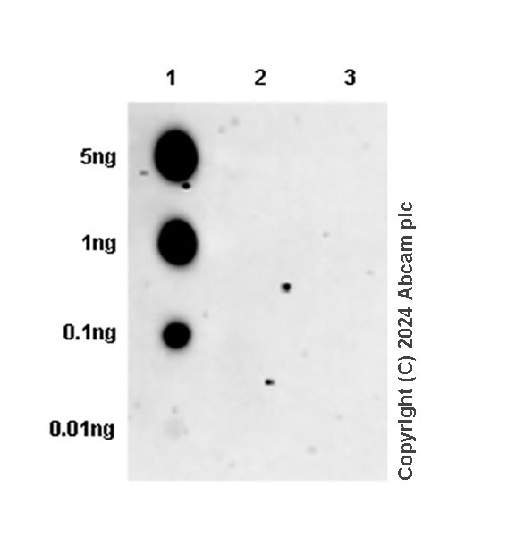 Dot Blot - Anti-SOX4 antibody [EPR28132-51] - BSA and Azide free (AB316851), expandable thumbnail