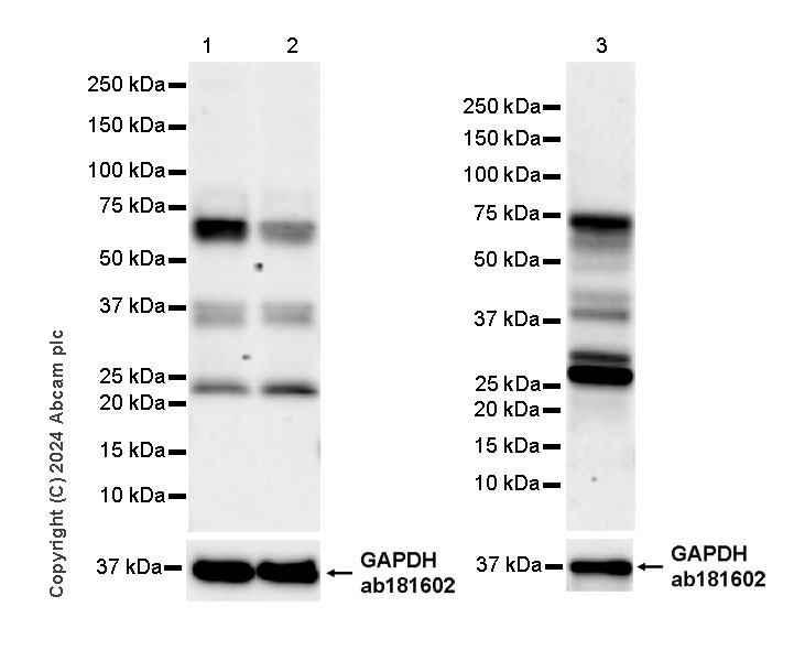 Western blot - Anti-SOX4 antibody [EPR28132-51] - BSA and Azide free (AB316851), expandable thumbnail
