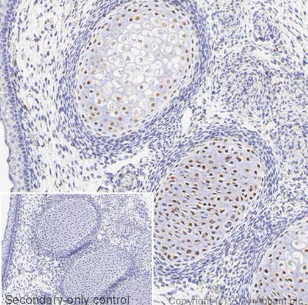 Immunohistochemistry paraffin embedded sections - Anti-SOX5 antibody (AB94396), expandable thumbnail