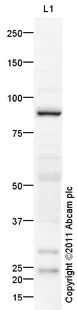 Western blot - Anti-SOX5 antibody (AB94396)