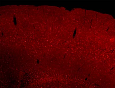 Immunohistochemistry (Formalin/PFA-fixed paraffin-embedded sections) - Anti-SOX6 antibody (AB30455)