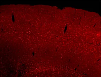 Immunohistochemistry (Formalin/PFA-fixed paraffin-embedded sections) - Anti-SOX6 antibody (AB30455)
