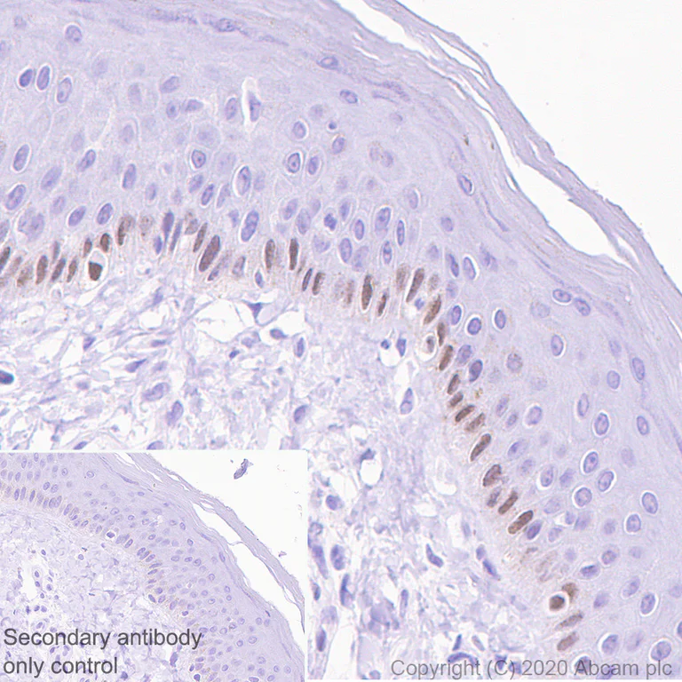 Immunohistochemistry (Formalin/PFA-fixed paraffin-embedded sections) - Anti-SOX6 antibody [EPR23564-282] (AB245215)