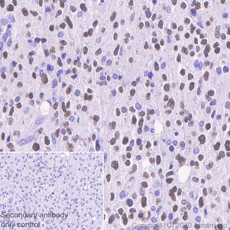 Immunohistochemistry (Formalin/PFA-fixed paraffin-embedded sections) - Anti-SOX6 antibody [EPR23564-282] (AB245215)