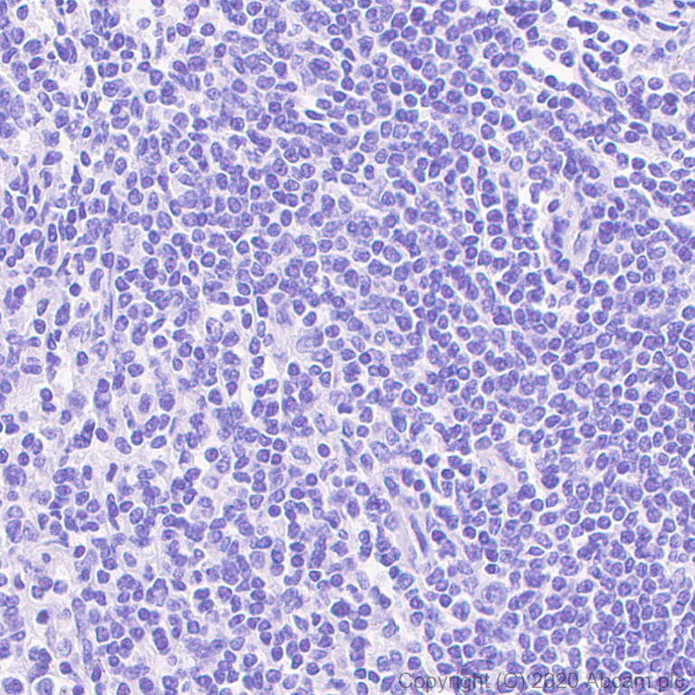 Immunohistochemistry (Formalin/PFA-fixed paraffin-embedded sections) - Anti-SOX6 antibody [EPR23564-282] (AB245215)