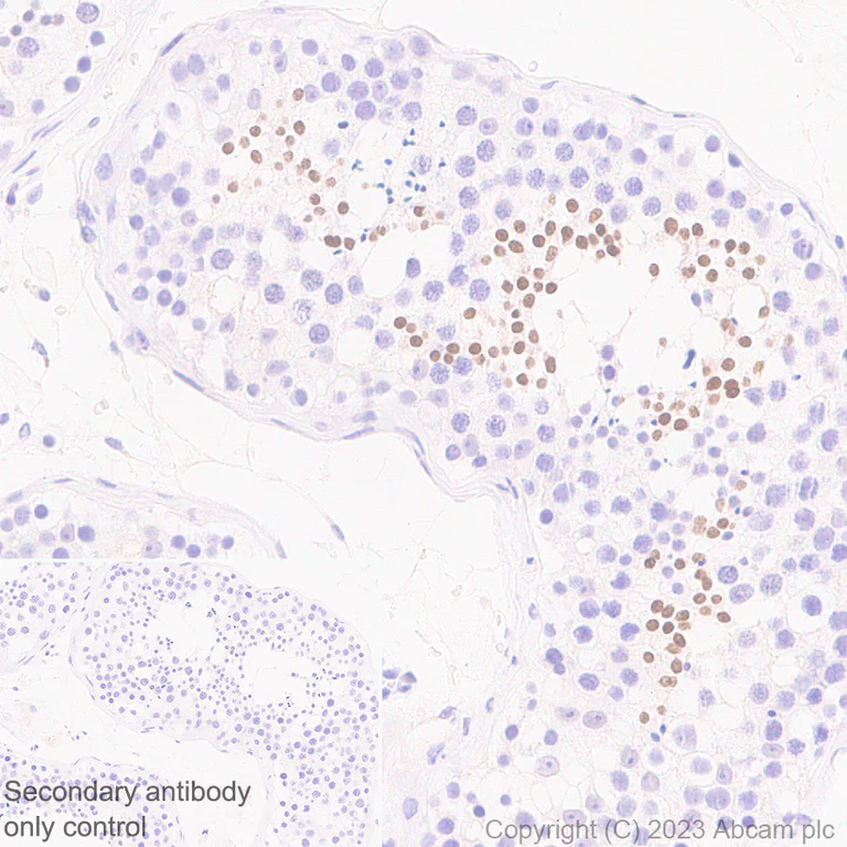 Immunohistochemistry (Formalin/PFA-fixed paraffin-embedded sections) - Anti-SOX6 antibody [EPR24986-148] (AB314209)