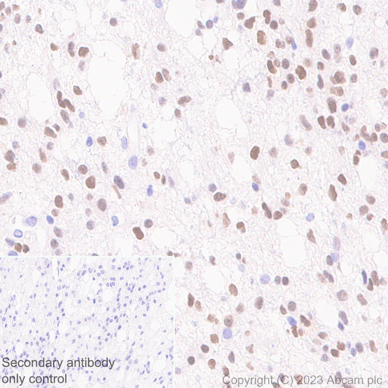 Immunohistochemistry (Formalin/PFA-fixed paraffin-embedded sections) - Anti-SOX6 antibody [EPR24986-148] (AB314209)