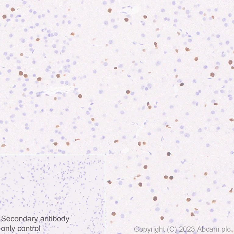 Immunohistochemistry (Formalin/PFA-fixed paraffin-embedded sections) - Anti-SOX6 antibody [EPR24986-148] (AB314209)