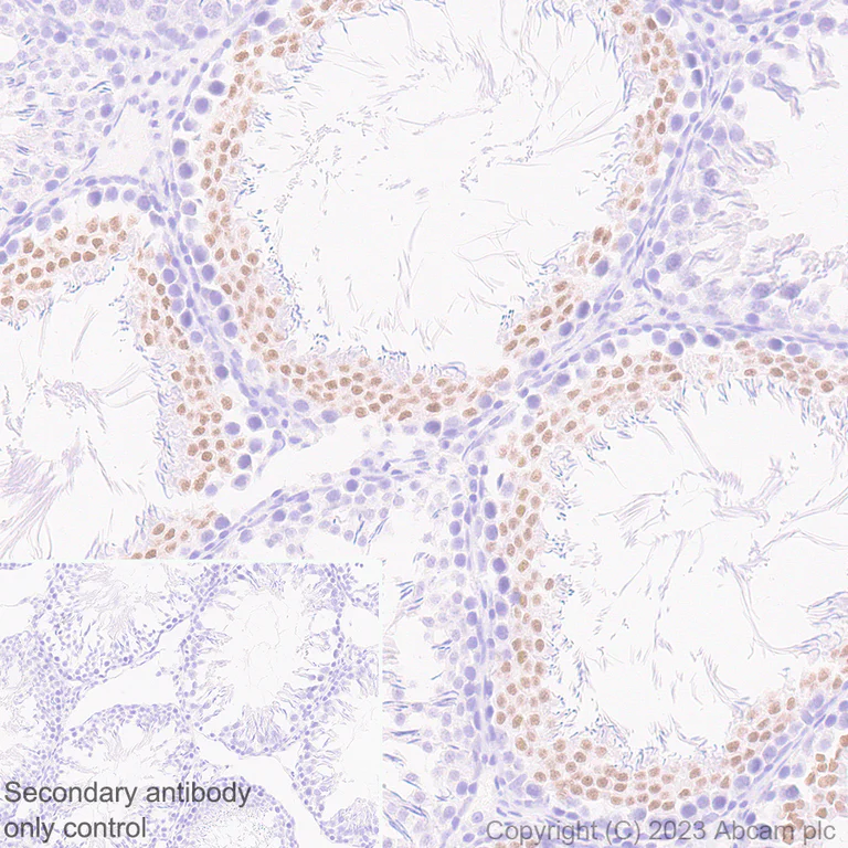 Immunohistochemistry (Formalin/PFA-fixed paraffin-embedded sections) - Anti-SOX6 antibody [EPR24986-148] (AB314209)