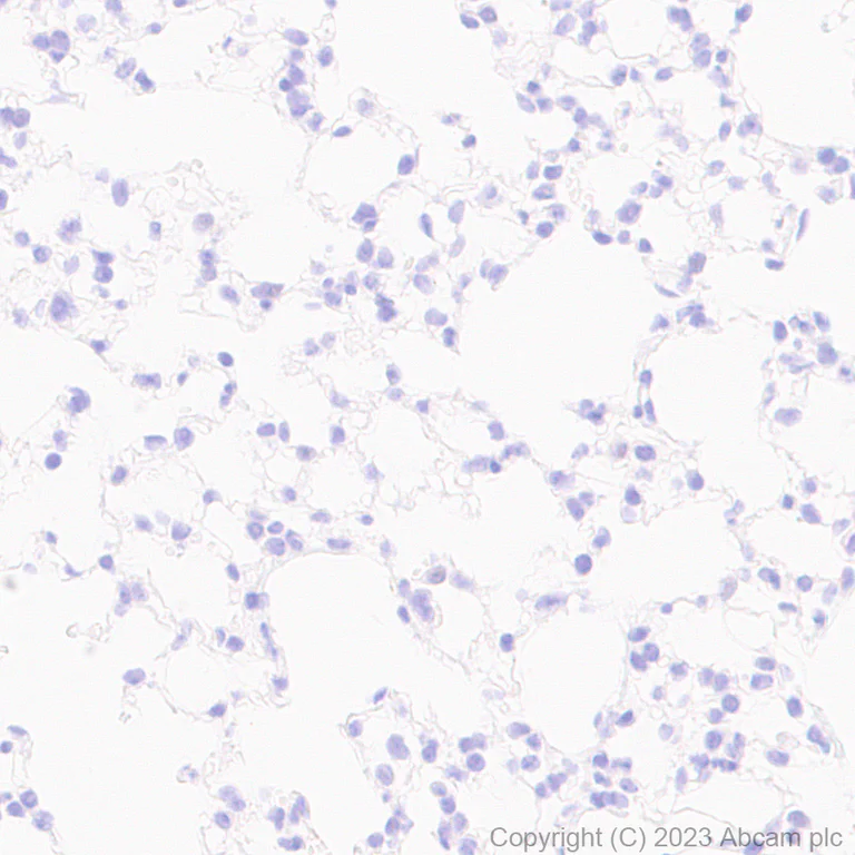 Immunohistochemistry (Formalin/PFA-fixed paraffin-embedded sections) - Anti-SOX6 antibody [EPR24986-148] (AB314209)