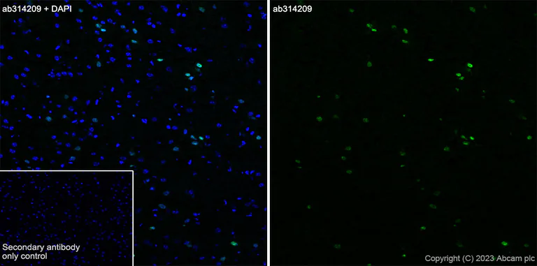 Immunohistochemistry (Frozen sections) - Anti-SOX6 antibody [EPR24986-148] (AB314209)