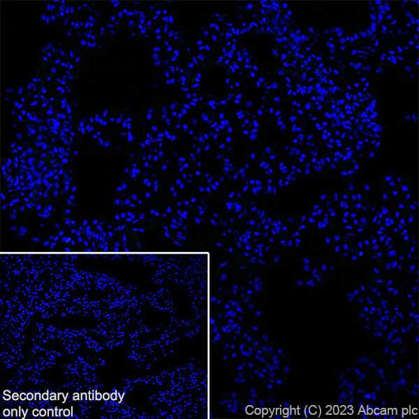 Immunohistochemistry (Frozen sections) - Anti-SOX6 antibody [EPR24986-148] (AB314209)