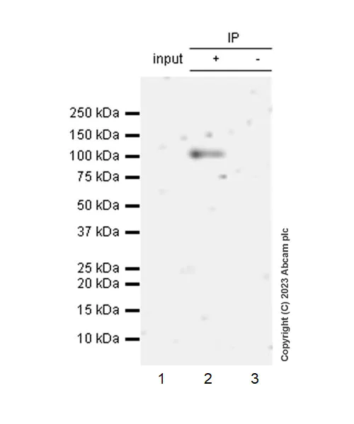 Immunoprecipitation - Anti-SOX6 antibody [EPR24986-148] (AB314209)