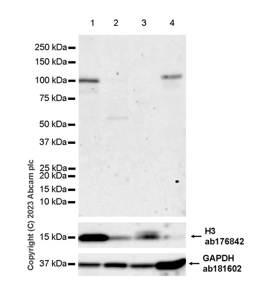 Western blot - Anti-SOX6 antibody [EPR24986-148] (AB314209)
