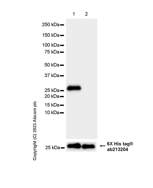Western blot - Anti-SOX6 antibody [EPR24986-148] (AB314209)