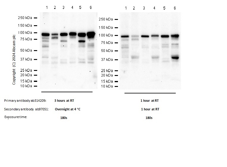 Western blot - Anti-SOX6 antibody [EPR24986-148] (AB314209), expandable thumbnail