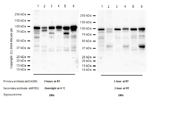 Western blot - Anti-SOX6 antibody [EPR24986-148] (AB314209)