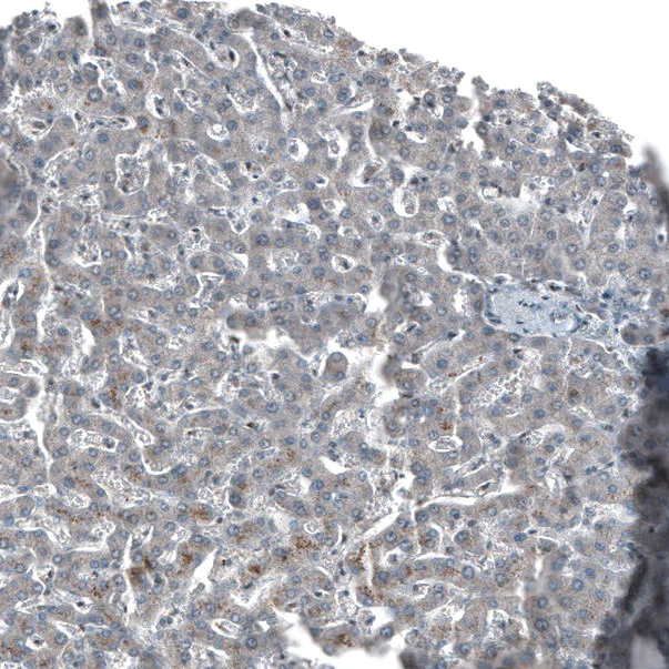Immunohistochemistry (Formalin/PFA-fixed paraffin-embedded sections) - Anti-SOX7 antibody (AB220293)