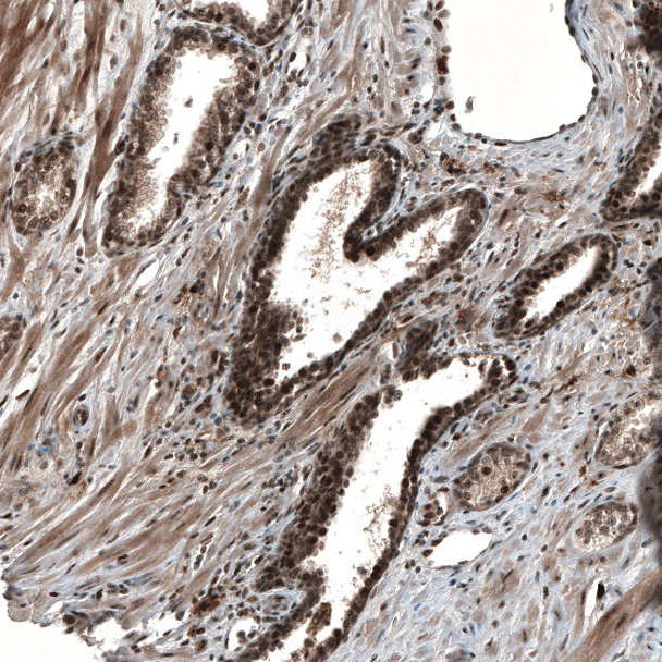 Immunohistochemistry (Formalin/PFA-fixed paraffin-embedded sections) - Anti-SOX7 antibody (AB220293)