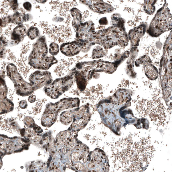 Immunohistochemistry (Formalin/PFA-fixed paraffin-embedded sections) - Anti-SOX7 antibody (AB220293)