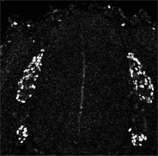 Immunohistochemistry (Formalin/PFA-fixed paraffin-embedded sections) - Anti-SOX8 antibody (AB27655)