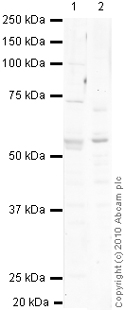 Western blot - Anti-SOX8 antibody (AB27655)