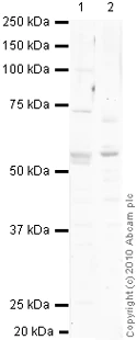 Western blot - Anti-SOX8 antibody (AB27655)