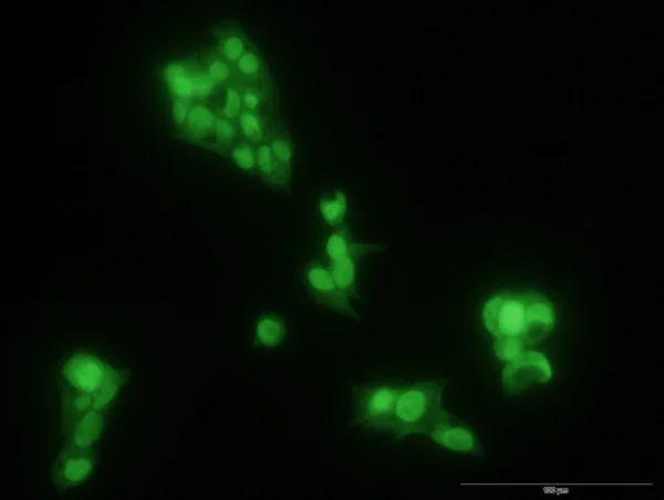 Immunocytochemistry/ Immunofluorescence - Anti-SOX9 antibody [3C10] - BSA and Azide free (AB76997)