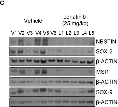 Western blot - Anti-SOX9 antibody [3C10] - BSA and Azide free (AB76997)