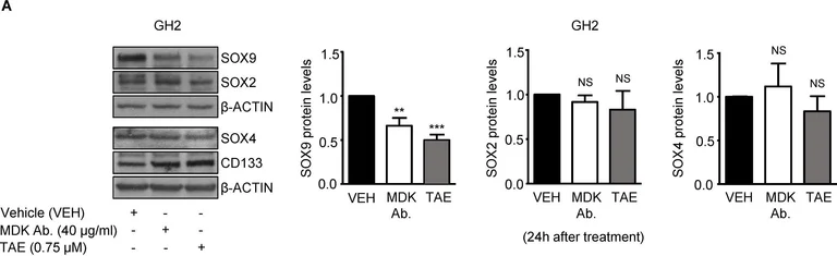 Western blot - Anti-SOX9 antibody [3C10] - BSA and Azide free (AB76997)