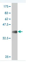 Western blot - Anti-SOX9 antibody [3C10] - BSA and Azide free (AB76997)