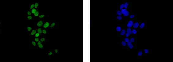 Immunocytochemistry/ Immunofluorescence - Anti-SOX9 antibody [EPR12755-50] - BSA and Azide free (AB250751)