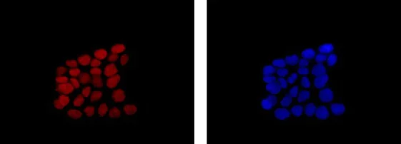 Immunocytochemistry/ Immunofluorescence - Anti-SOX9 antibody [EPR12755-50] - BSA and Azide free (AB250751)