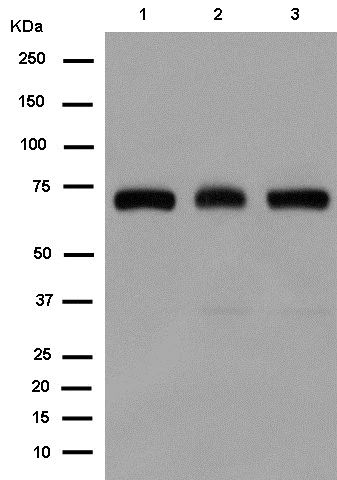 Western blot - Anti-SOX9 antibody [EPR12755-50] - BSA and Azide free (AB250751)